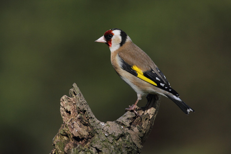 Goldfinch