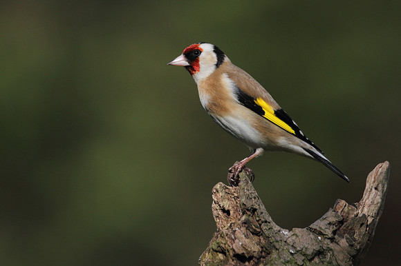 Goldfinch