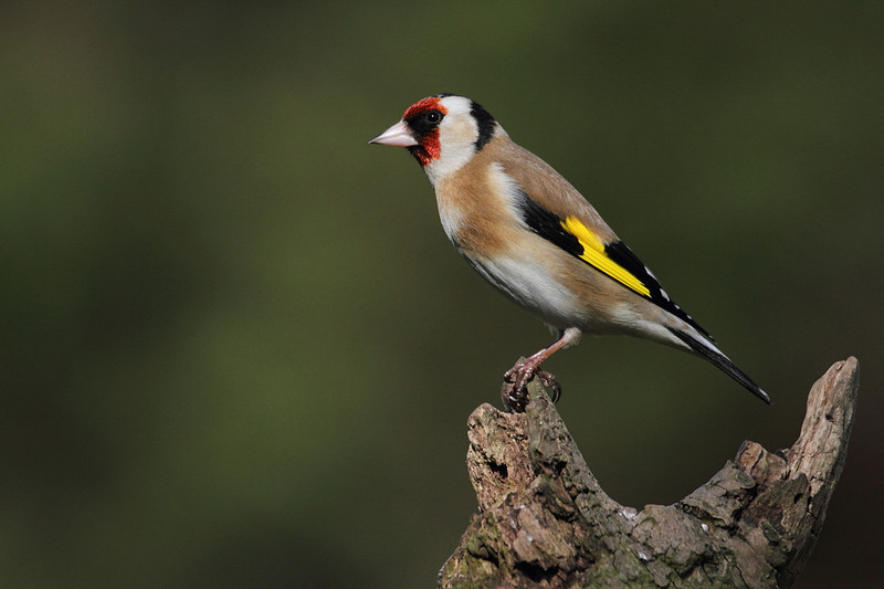 Goldfinch