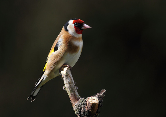 Goldfinch