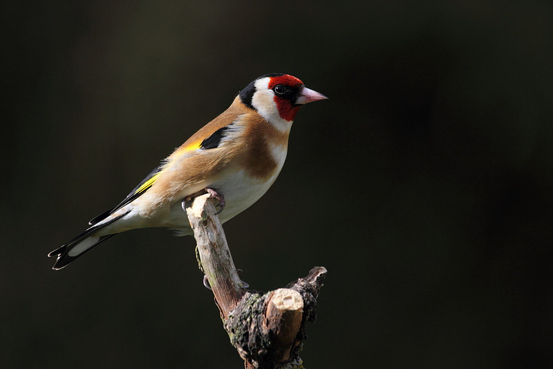Goldfinch