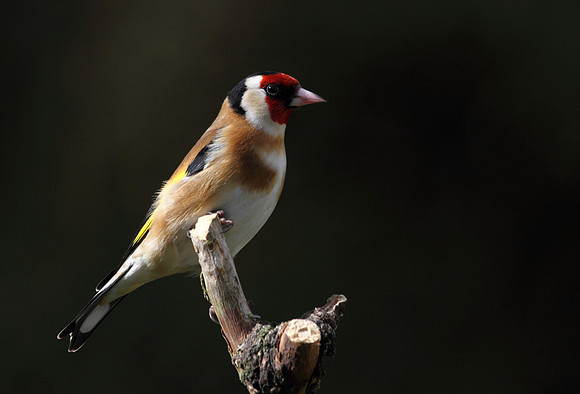 Goldfinch