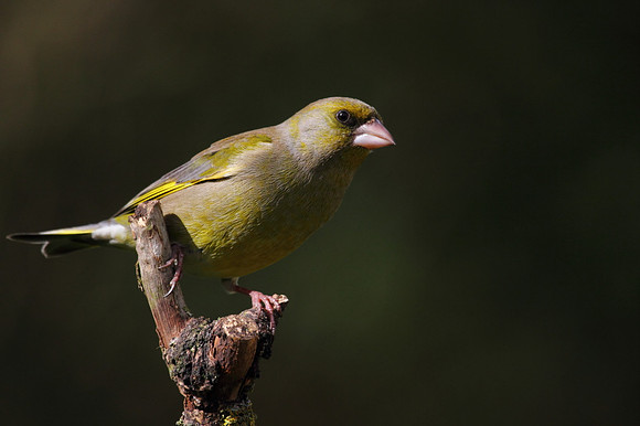 Male Greenfinch