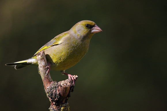 Male Greenfinch