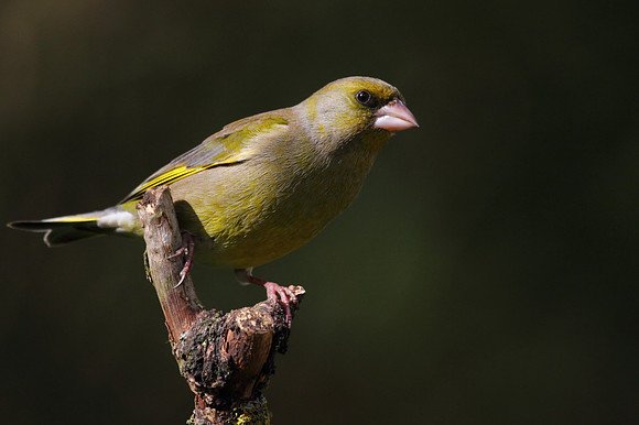 Male Greenfinch