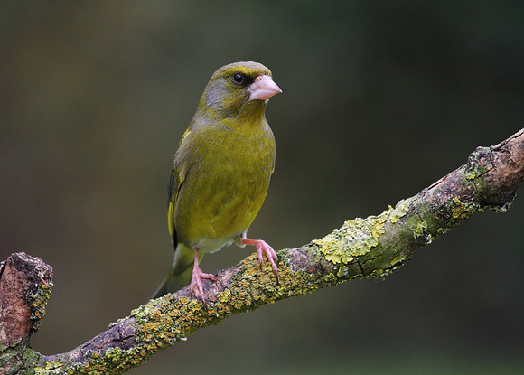Male Greenfinch