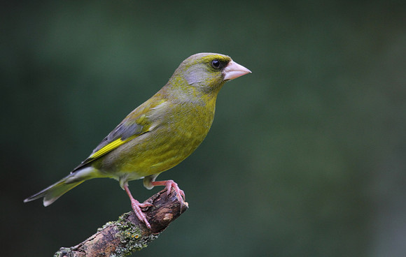 Male Greenfinch
