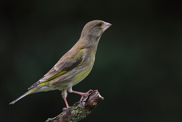 Female Greenfinch