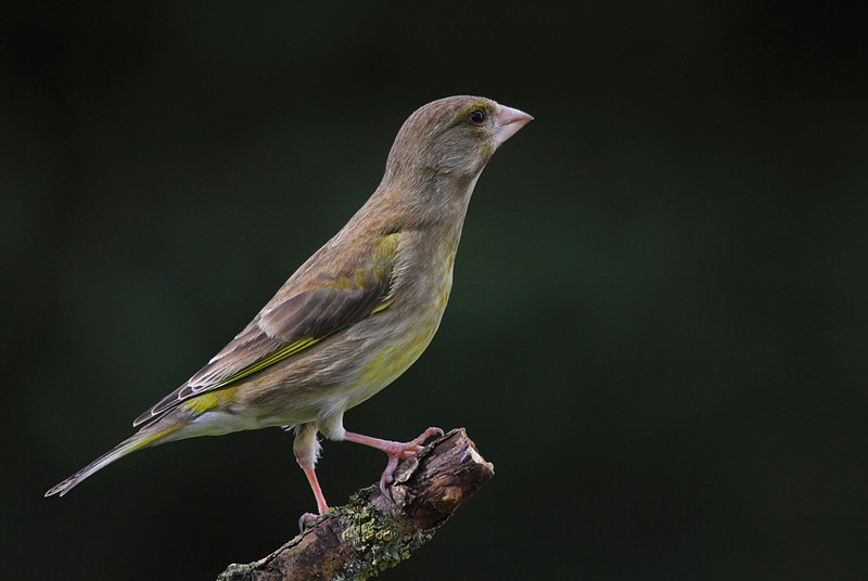 Female Greenfinch
