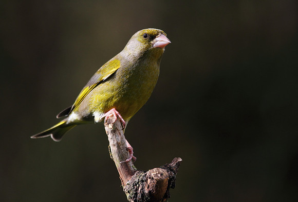 Male Greenfinch