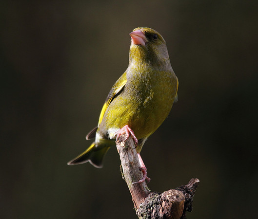 Male Greenfinch