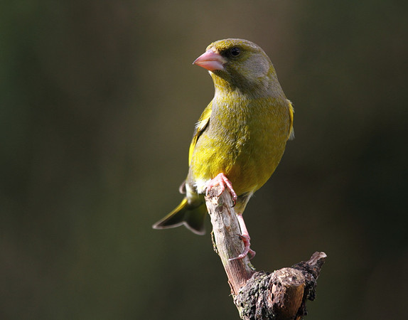 Male Greenfinch
