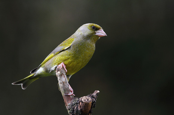 Male Greenfinch