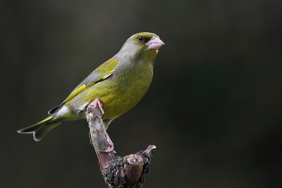 Male Greenfinch