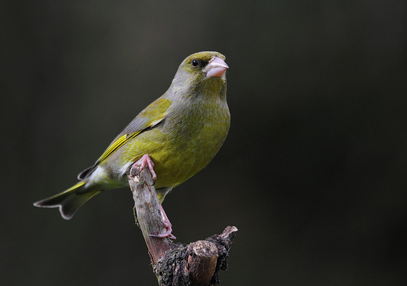 Male Greenfinch