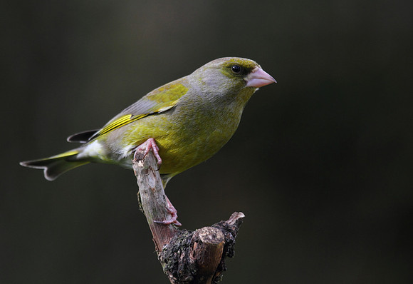 Male Greenfinch