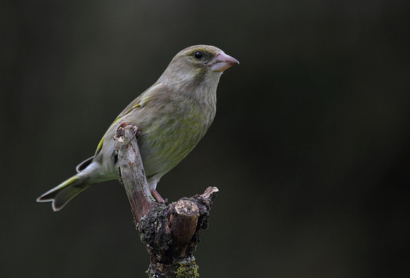 Female Greenfinch