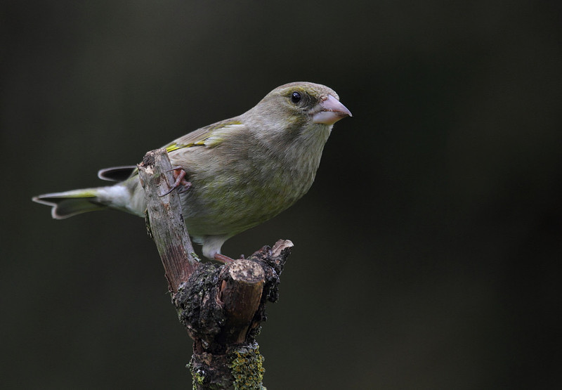 Female Greenfinch