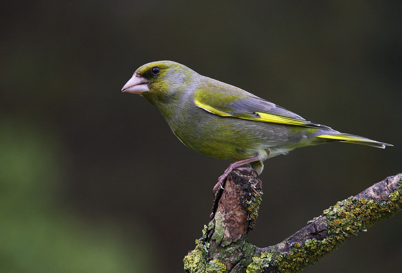 Male Greenfinch