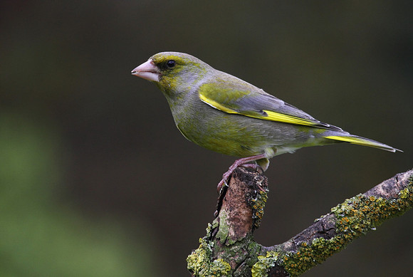 Male Greenfinch
