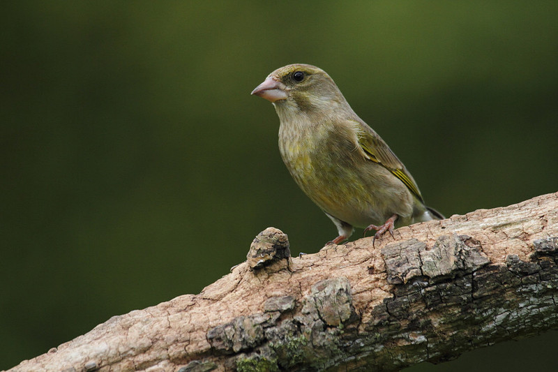 Female Greenfinch