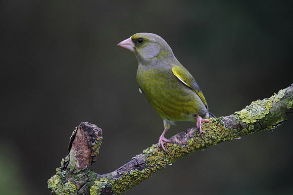 Male Greenfinch