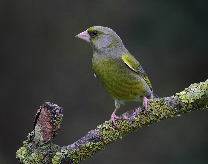 Male Greenfinch