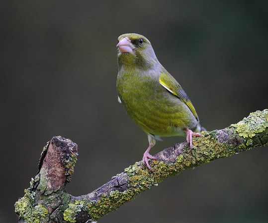Male Greenfinch