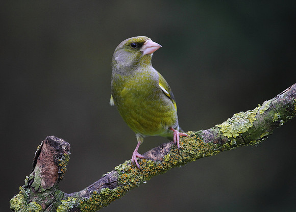 Male Greenfinch