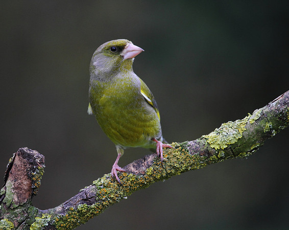 Male Greenfinch