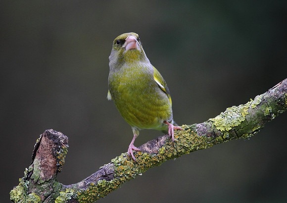 Male Greenfinch