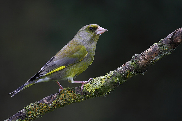 Male Greenfinch