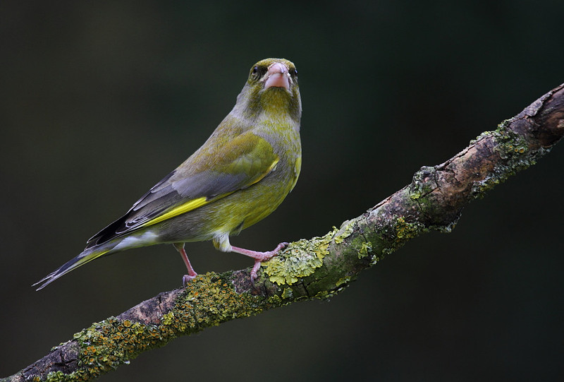 Male Greenfinch