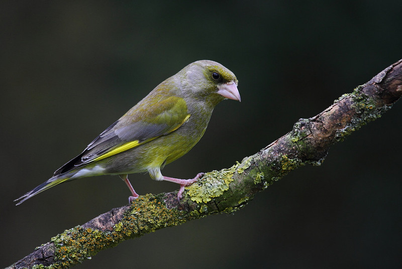 Male Greenfinch