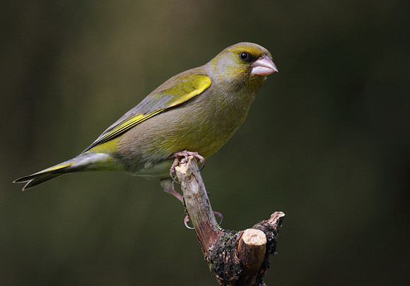 Male Greenfinch