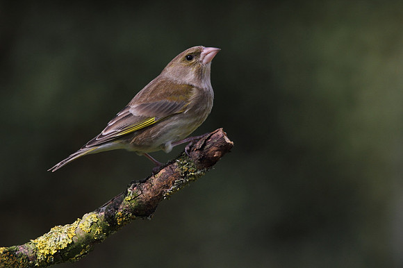 Female Greenfinch