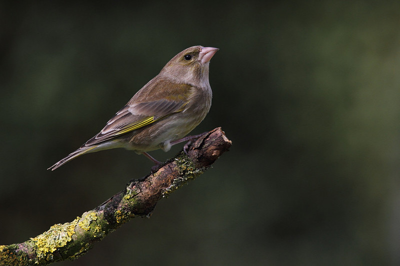 Female Greenfinch