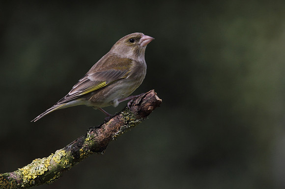 Female Greenfinch
