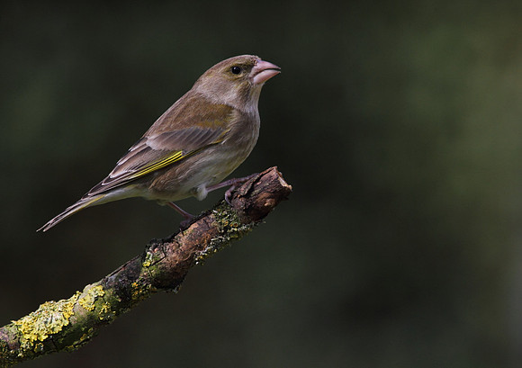 Female Greenfinch