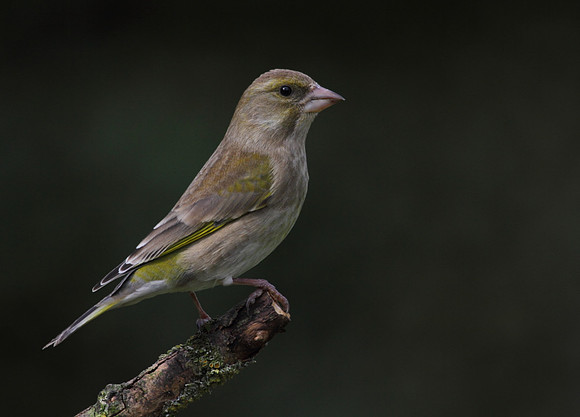 Female Greenfinch