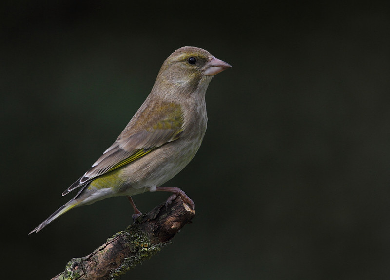 Female Greenfinch
