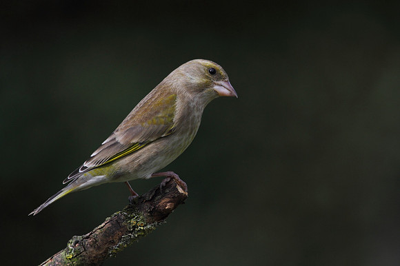 Female Greenfinch