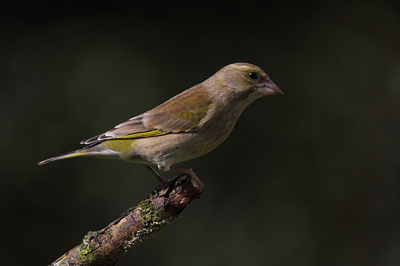 Female Greenfinch