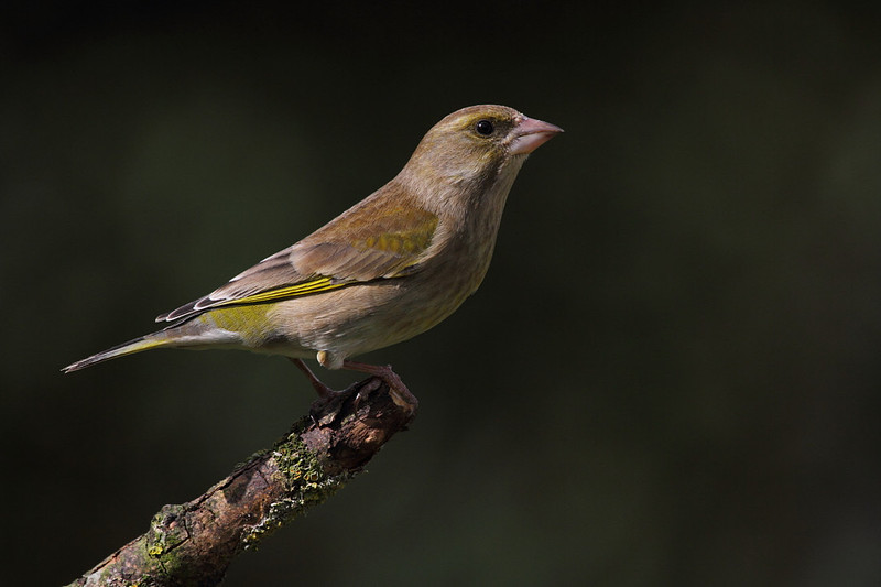 Female Greenfinch