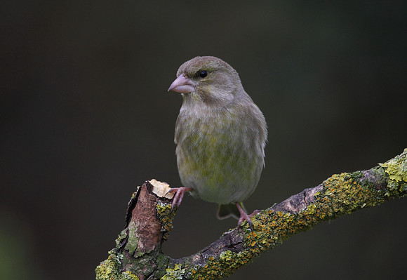 Female Greenfinch