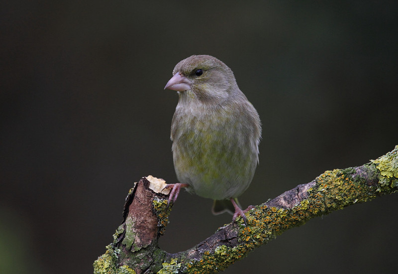 Female Greenfinch
