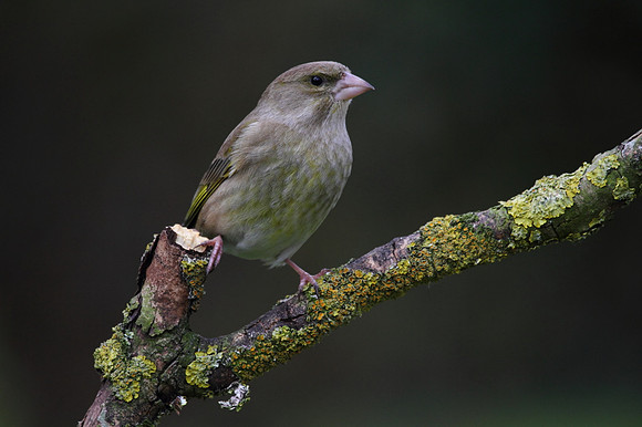 Female Greenfinch