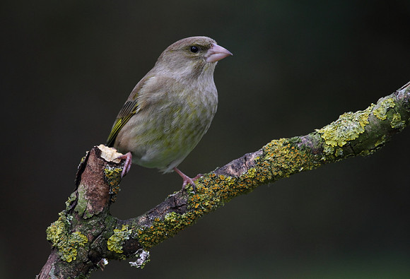 Female Greenfinch
