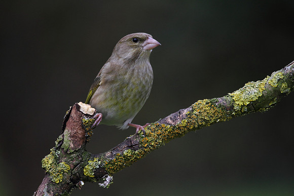 Female Greenfinch