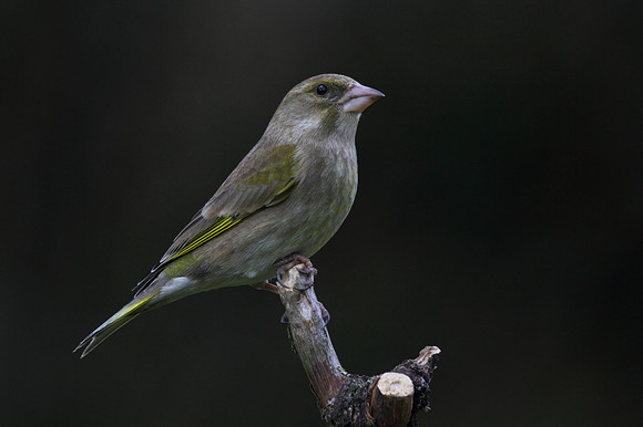 Female Greenfinch